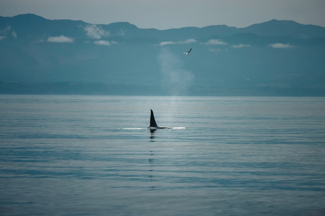 A Google Perch 2.0 modellje madárdalokról tanulva felismeri a bálnahangokat