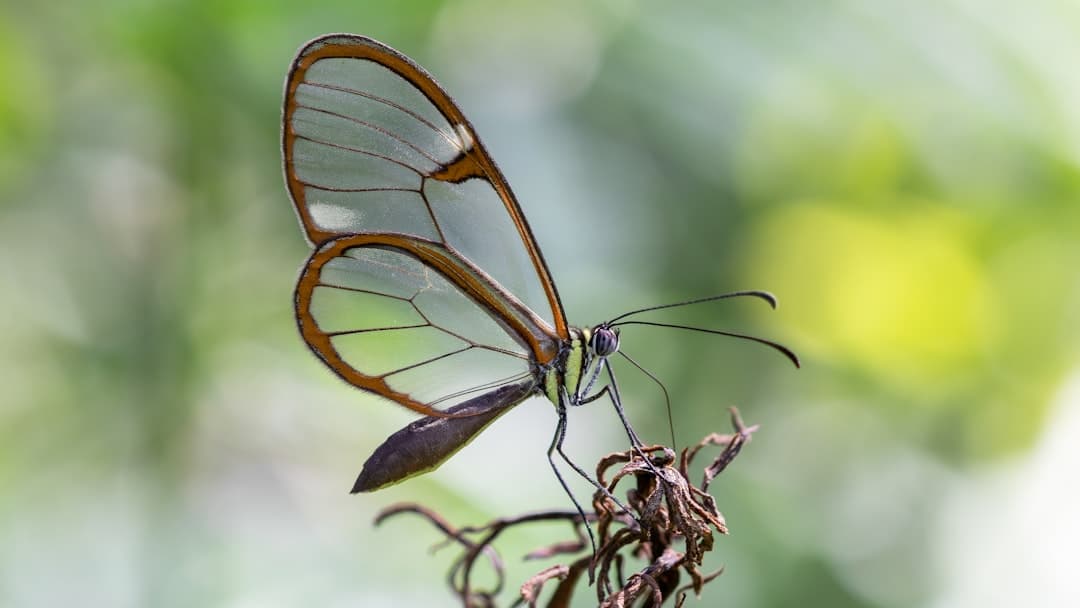 Anthropic projektje, a Glasswing, 10 000 kritikus hibát fed fel Claude‑val